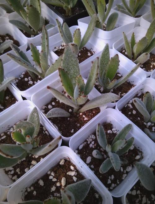 多肉兔耳朵冬天怎么养-第2张图片-吾爱花网