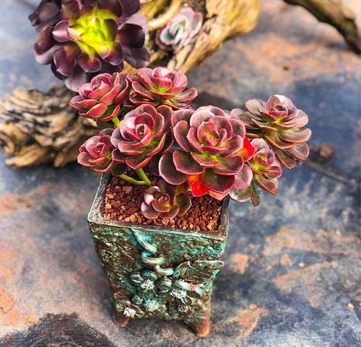 多肉巧克力方砖冻黑了-第1张图片-吾爱花网