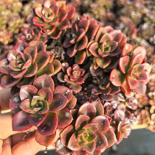 多肉巧克力方砖冻黑了-第2张图片-吾爱花网