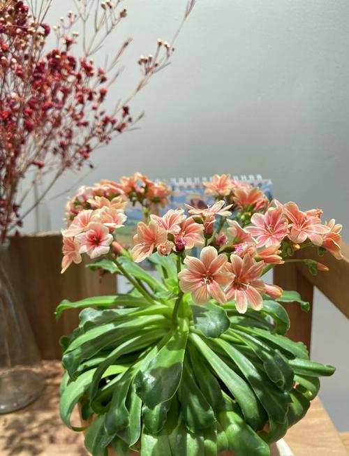 长得高会开花的多肉是哪些品种？-第1张图片-吾爱花网