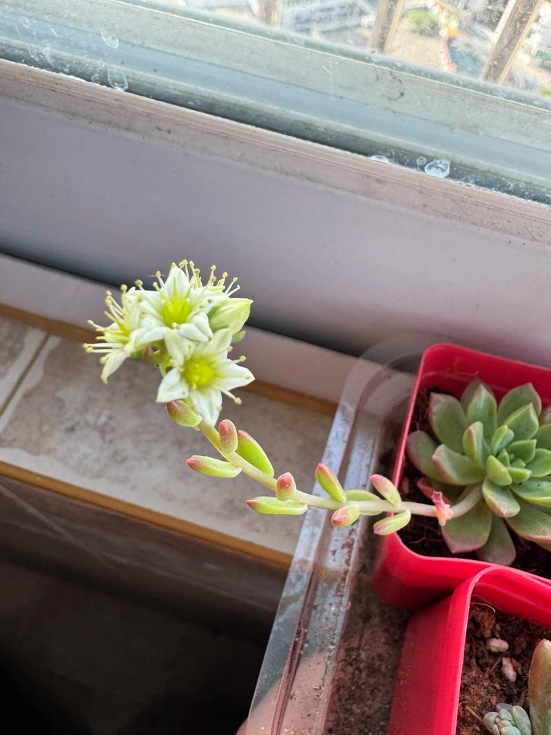 长得高会开花的多肉是哪些品种？-第3张图片-吾爱花网