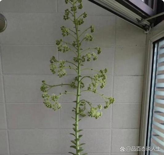 长得高会开花的多肉是哪些品种？-第2张图片-吾爱花网