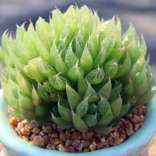 水晶掌养护有哪些关键点？-第1张图片-吾爱花网