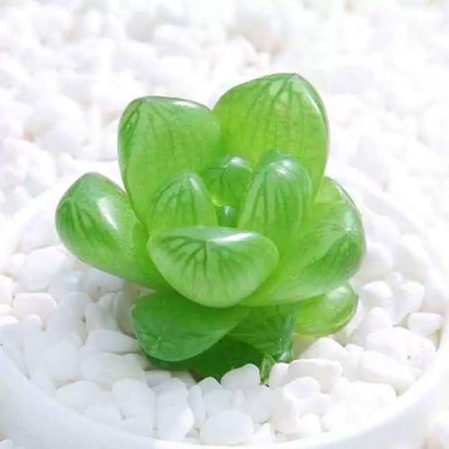 水晶掌养护有哪些关键点？-第3张图片-吾爱花网