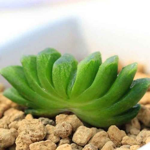 水晶掌养护有哪些关键点？-第2张图片-吾爱花网