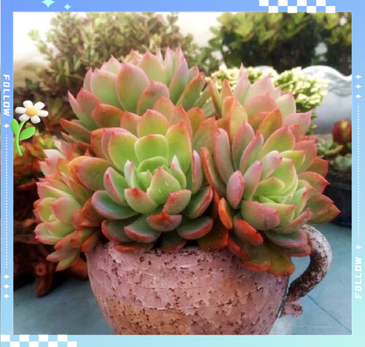 多肉植物罗琦如何繁殖-第1张图片-吾爱花网