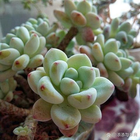 多肉植物罗琦如何繁殖-第2张图片-吾爱花网