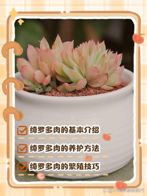 多肉植物罗琦如何繁殖-第3张图片-吾爱花网