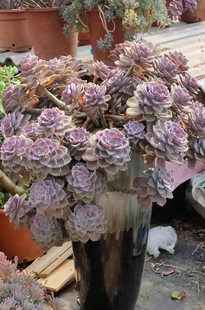 多肉植物多年老庄图片-第1张图片-吾爱花网