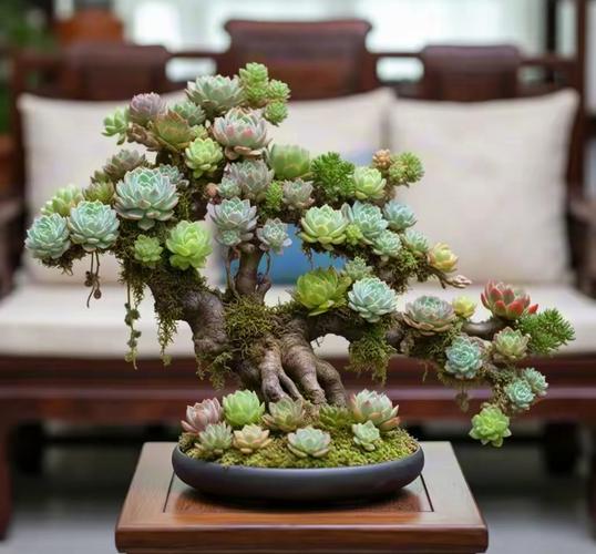 多肉植物多年老庄图片-第2张图片-吾爱花网