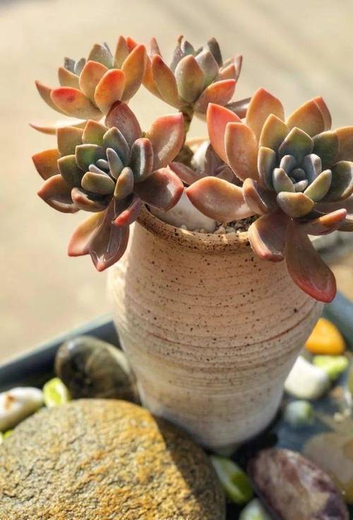 多肉植物多年老庄图片-第3张图片-吾爱花网