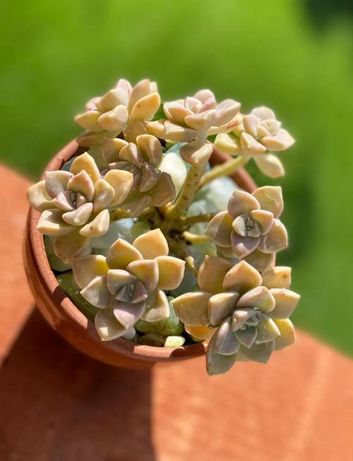 白牡丹多肉怎样养老桩-第1张图片-吾爱花网