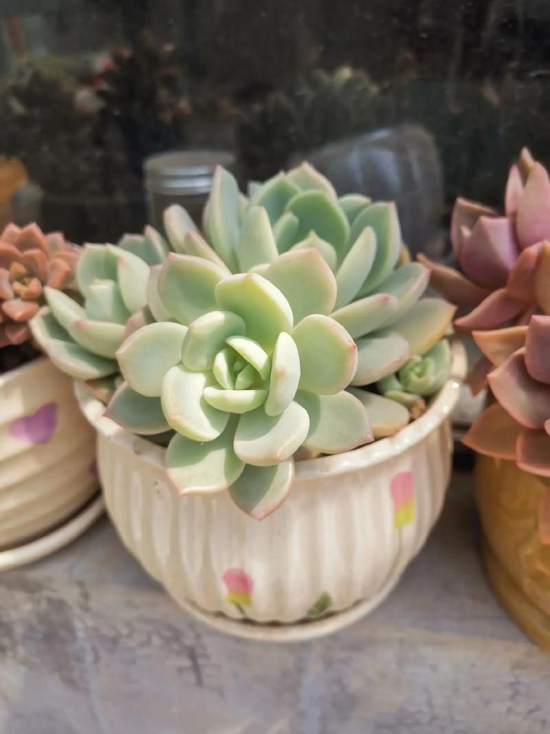 白牡丹多肉怎样养老桩-第3张图片-吾爱花网