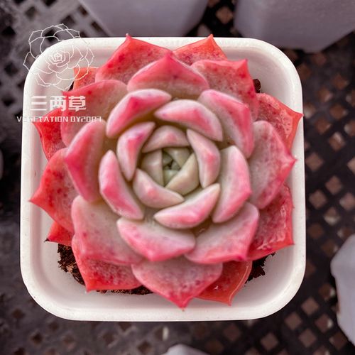 韩国原始爱星多肉图片有何特别之处？-第3张图片-吾爱花网