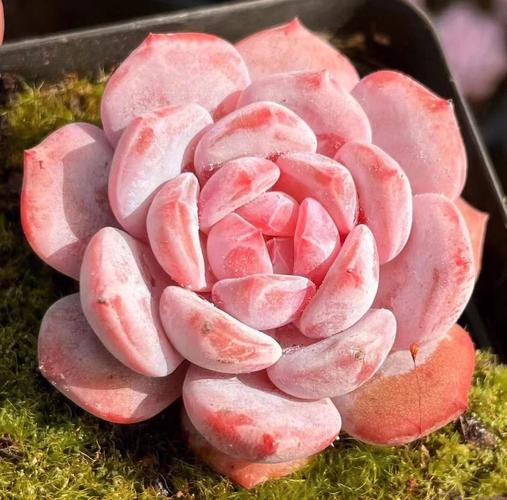 韩国原始爱星多肉图片有何特别之处？-第2张图片-吾爱花网