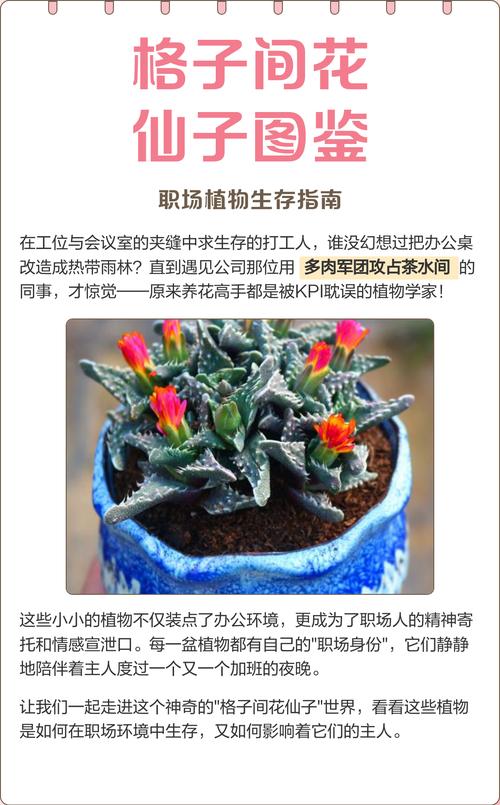 多肉花仙子的养殖方法-第3张图片-吾爱花网