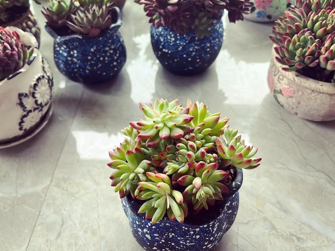 多肉花仙子的养殖方法-第1张图片-吾爱花网