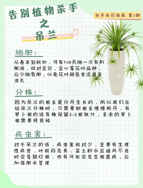 水培虎皮兰和吊兰的论文-第1张图片-吾爱花网