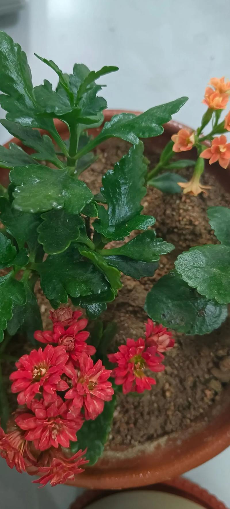 水培虎皮兰和吊兰的论文-第3张图片-吾爱花网