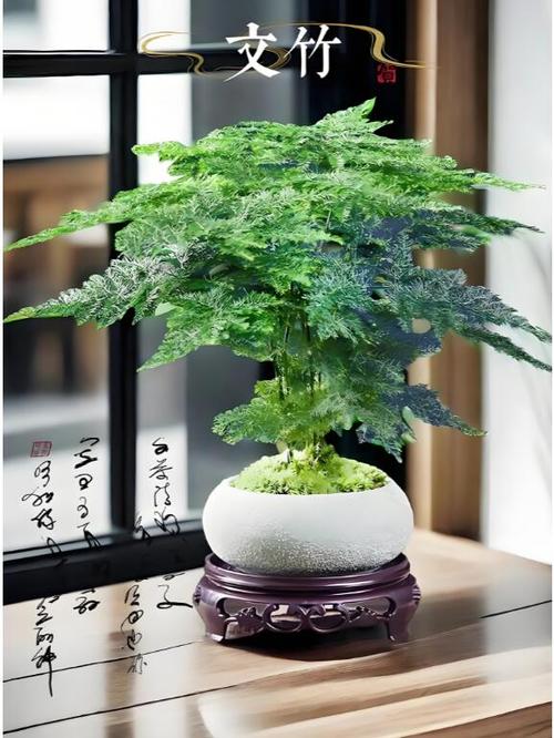 水培虎皮兰和吊兰的论文-第2张图片-吾爱花网