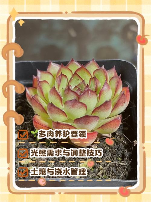 芙蓉莲多肉的养殖方法-第1张图片-吾爱花网