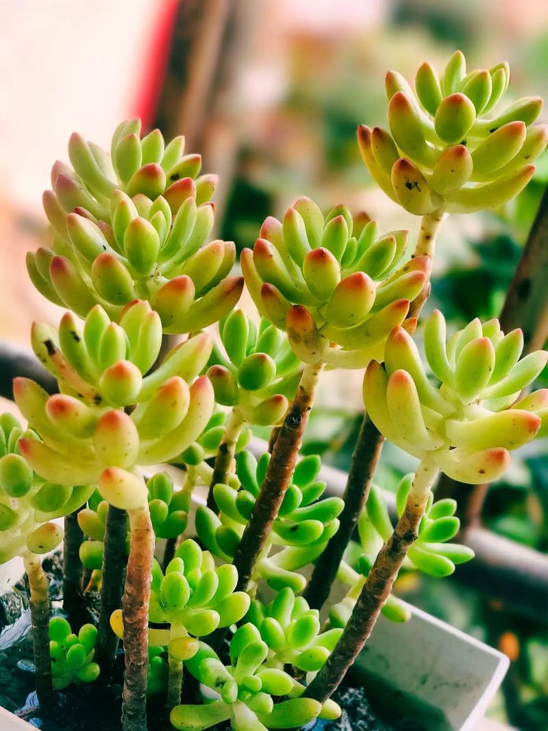 多肉植物虹之玉的图片-第3张图片-吾爱花网