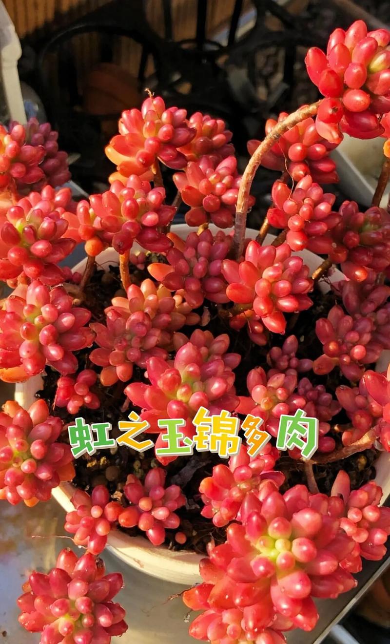 多肉植物虹之玉的图片-第2张图片-吾爱花网