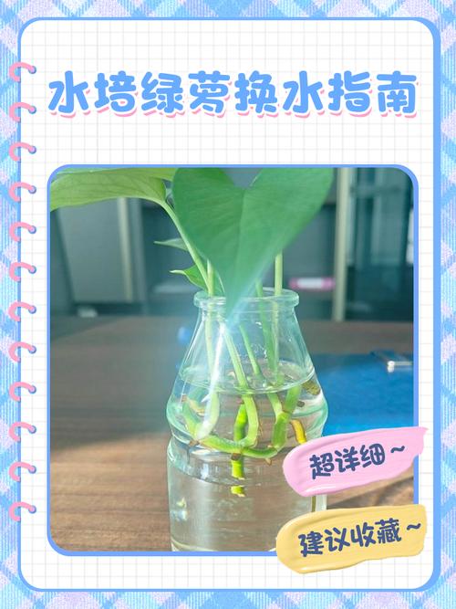 水培绿萝如何养才能更旺盛？-第3张图片-吾爱花网