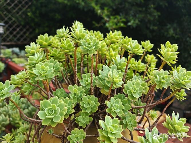 多肉露养如何防止被偷-第1张图片-吾爱花网