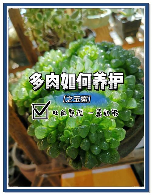 多肉露养如何防止被偷-第2张图片-吾爱花网