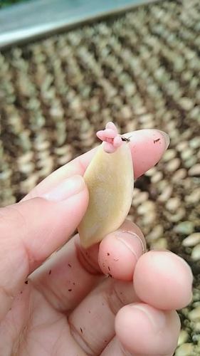 多肉砍头之后要晾多久-第3张图片-吾爱花网