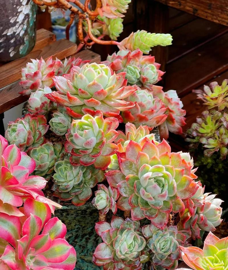 多肉冬天可以放户外吗-第2张图片-吾爱花网