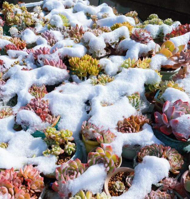 多肉冬天可以放户外吗-第3张图片-吾爱花网