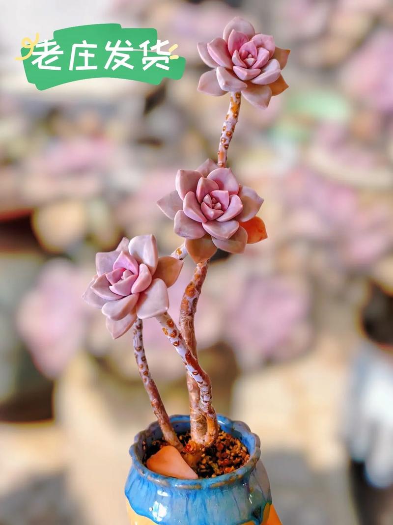 紫乐多肉适合什么季节-第1张图片-吾爱花网