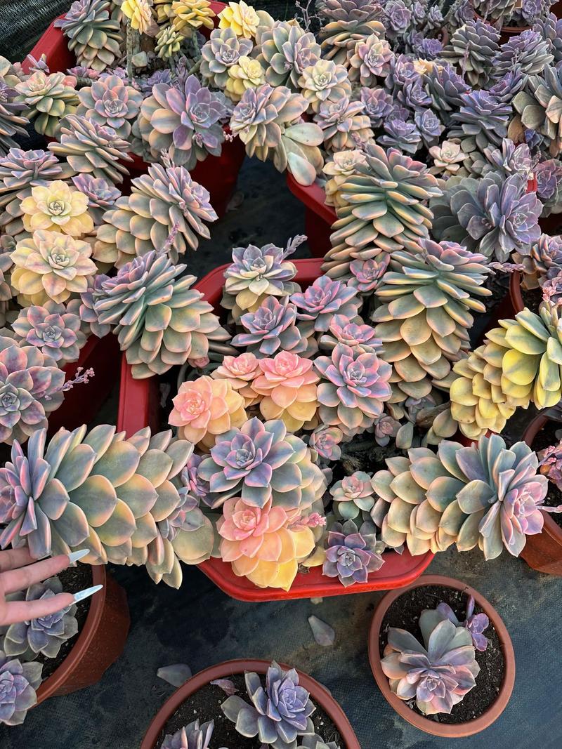 紫乐多肉适合什么季节-第2张图片-吾爱花网