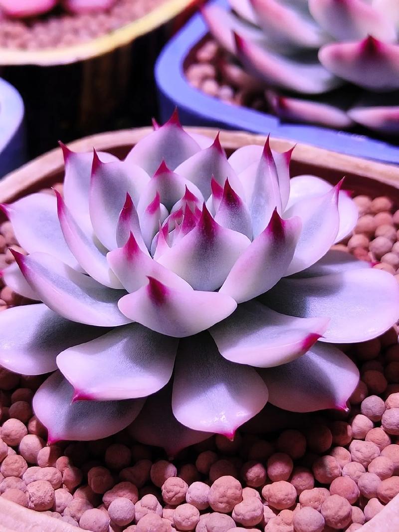 初秋吉娃娃养护关键是什么？-第2张图片-吾爱花网