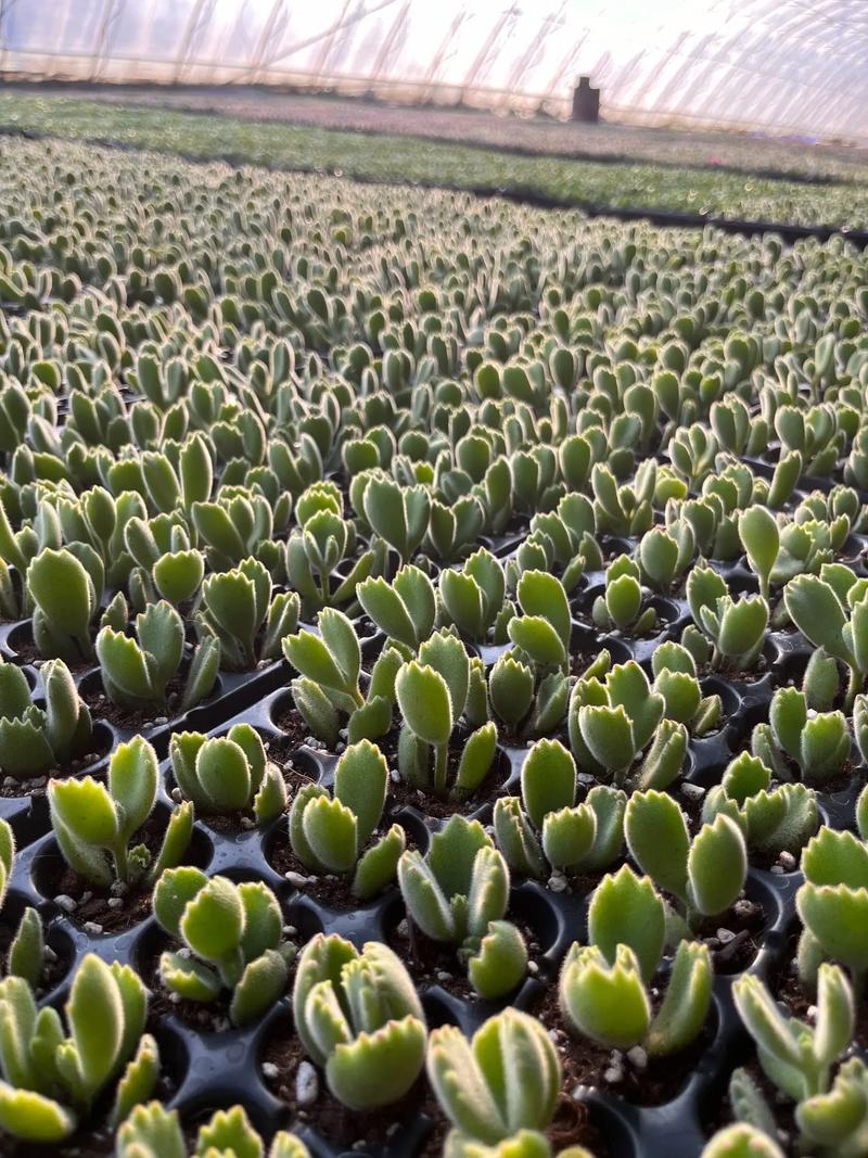 多肉植物分株繁殖视频-第3张图片-吾爱花网