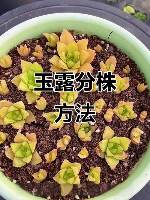 多肉植物分株繁殖视频-第2张图片-吾爱花网
