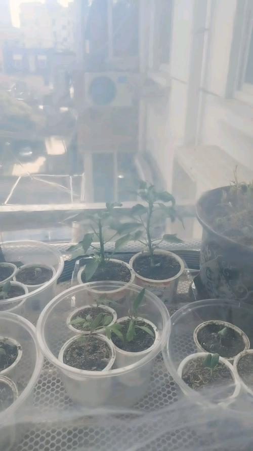 室内多肉冬季需保温吗？-第3张图片-吾爱花网