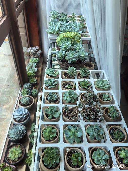 室内多肉冬季需保温吗？-第1张图片-吾爱花网