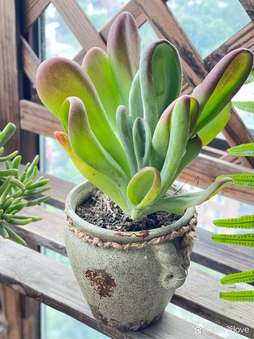 室内多肉冬季需保温吗？-第2张图片-吾爱花网