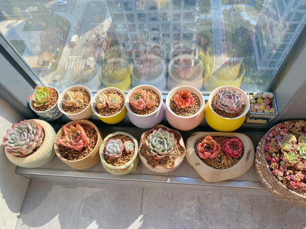 多肉应该放在室内哪里-第3张图片-吾爱花网