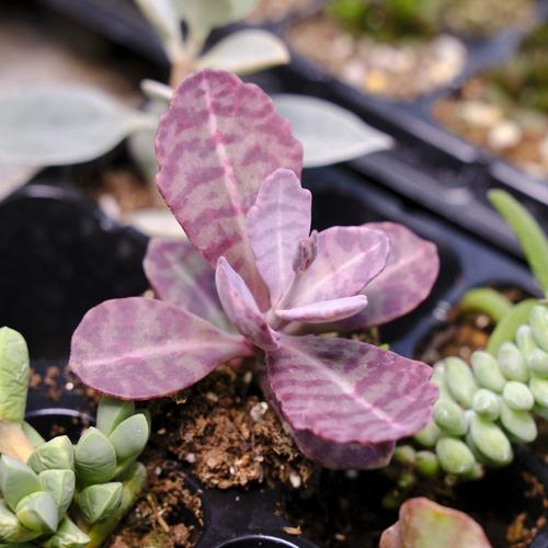 江户紫多肉品种到底有多少？-第2张图片-吾爱花网