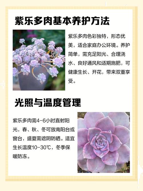 江户紫多肉品种到底有多少？-第3张图片-吾爱花网