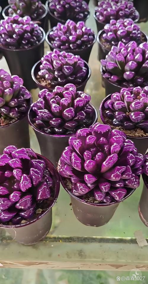 江户紫多肉品种到底有多少？-第1张图片-吾爱花网
