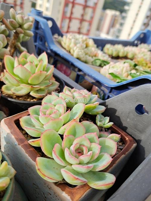 15度多肉该不该搬回室内？-第2张图片-吾爱花网