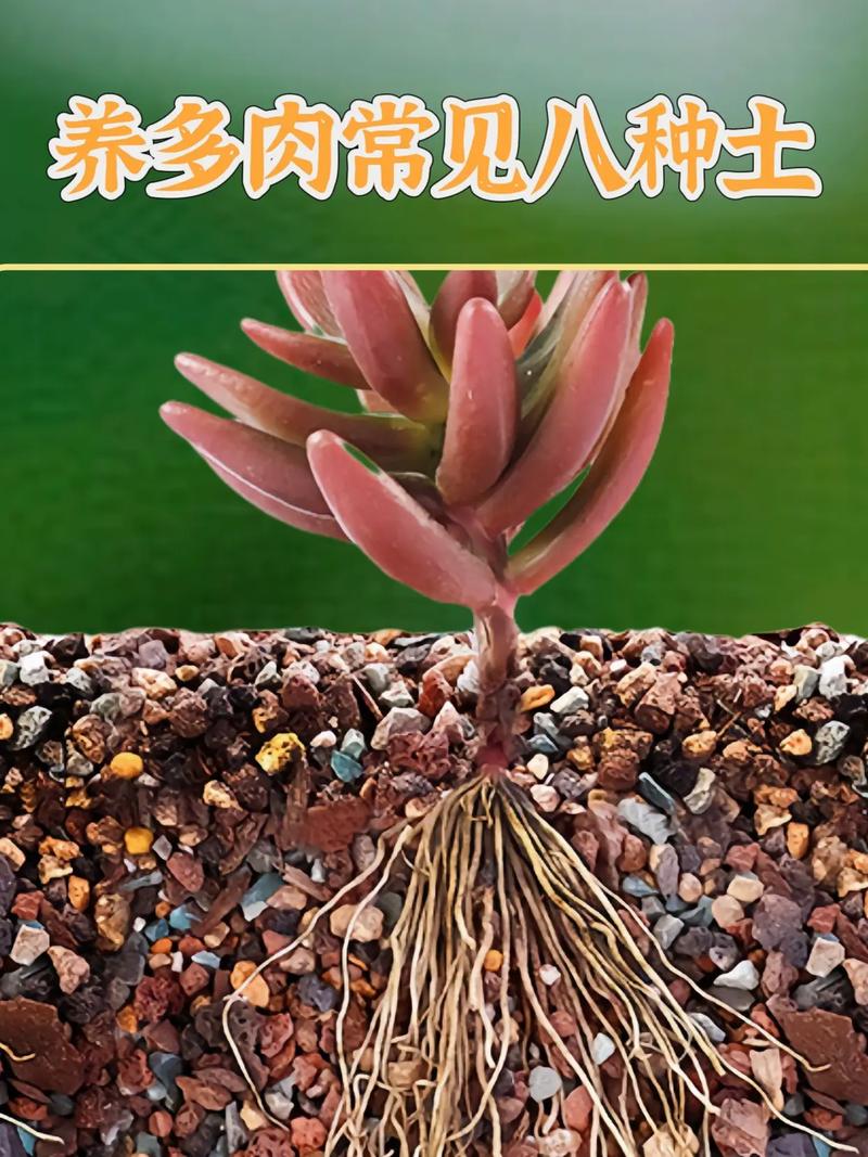 多肉植物土壤要怎么配才透气？-第1张图片-吾爱花网