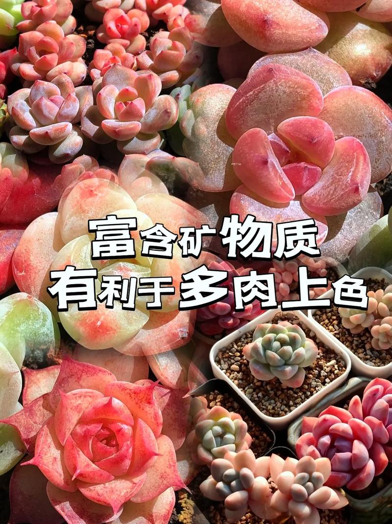 多肉植物土壤要怎么配才透气？-第2张图片-吾爱花网