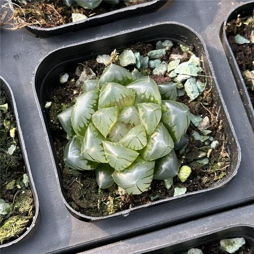 刚买来的多肉植物透水-第2张图片-吾爱花网