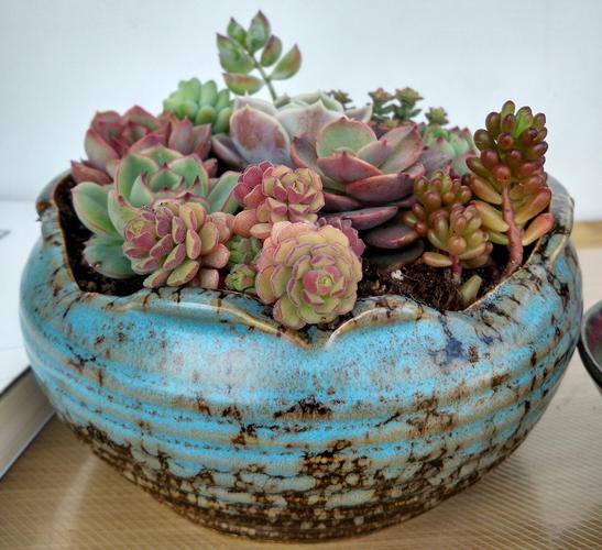 刚买来的多肉植物透水-第3张图片-吾爱花网